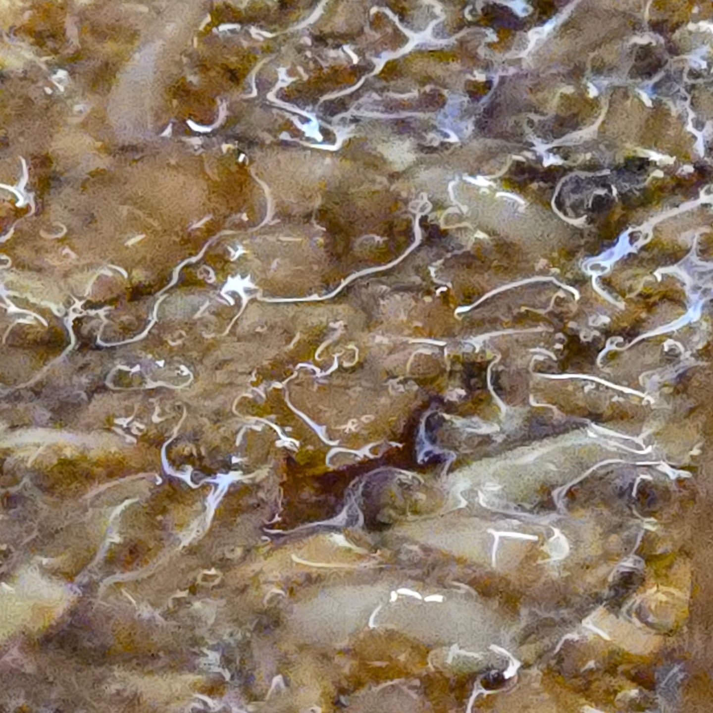 Paella Mixta
